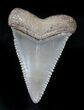 Beautiful, Fossil Great White Shark Tooth - Florida #34777-1
